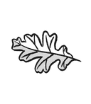 leaf illustration