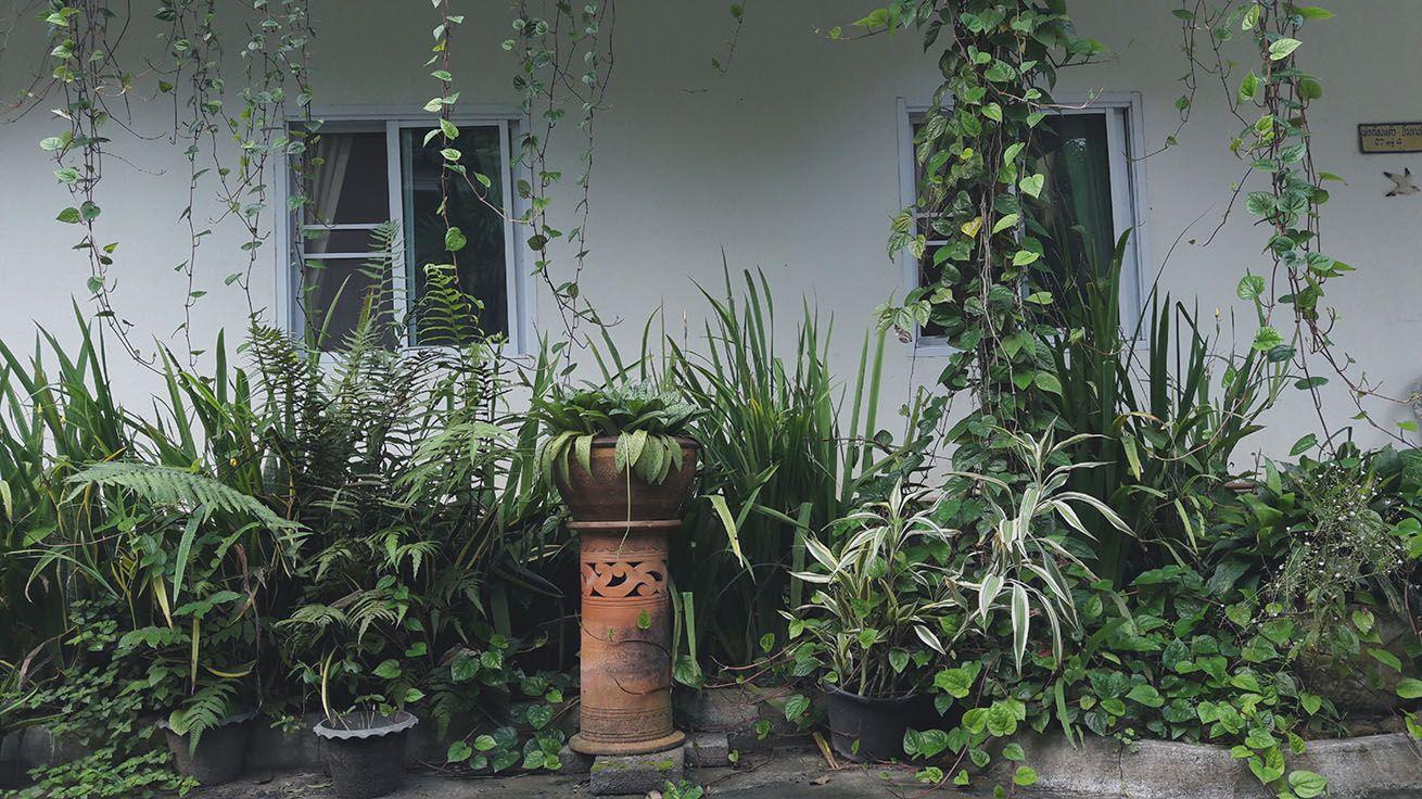 garden with flowers 